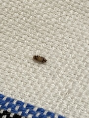 Dermestidae