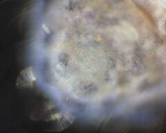 Morulodes setosus