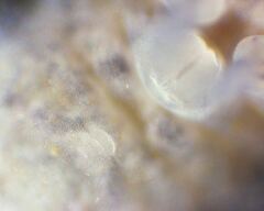 Morulodes setosus
