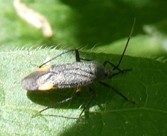 Mirinae