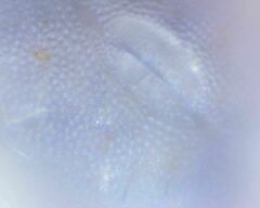 Morulodes setosus