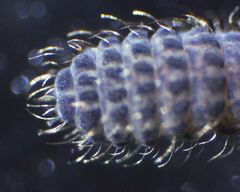 Morulodes setosus