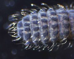 Morulodes setosus