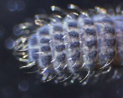 Morulodes setosus