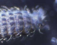 Morulodes setosus
