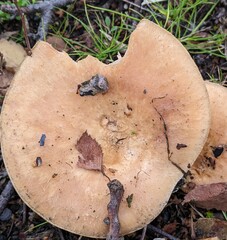 Lactarius pubescens