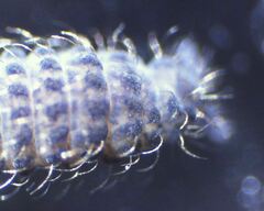 Morulodes setosus