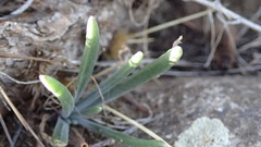 Dudleya multicaulis