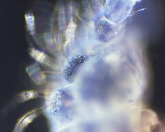 Morulodes setosus