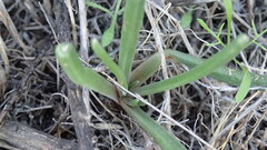 Dudleya multicaulis