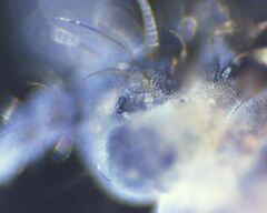 Morulodes setosus