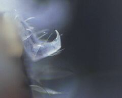 Morulodes setosus