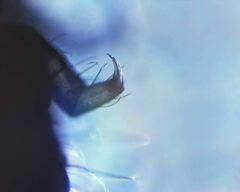 Morulodes setosus