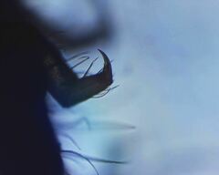 Morulodes setosus