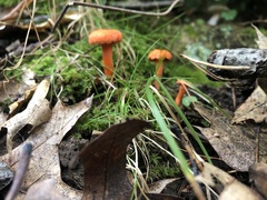 Cantharellus cinnabarinus