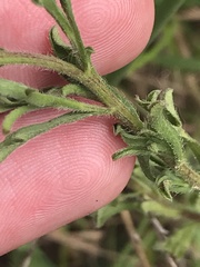 Vittadinia cuneata