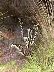 Euphorbia mesembryanthemifolia
