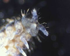 Morulodes setosus