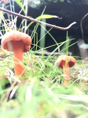 Cantharellus cinnabarinus