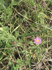 Vittadinia cuneata