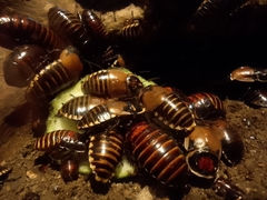 Blaberinae