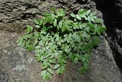 Elatostema