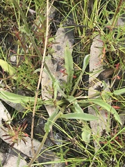 Craspedia variabilis