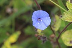 Jacquemontia evolvuloides