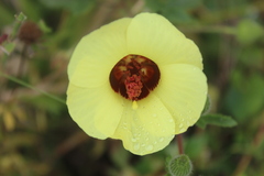 Pavonia cancellata