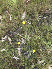 Craspedia variabilis