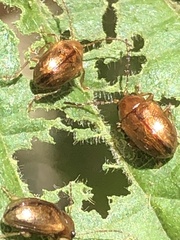 Eucolaspis