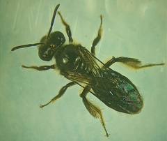 Leioproctus