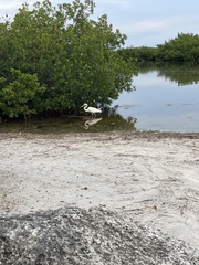 Ardea herodias occidentalis