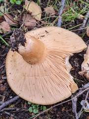 Lactarius pubescens