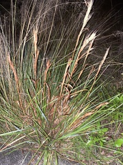 Eragrostis elliottii