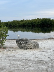 Ardea herodias occidentalis
