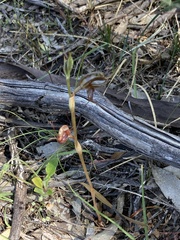 Pterostylis maxima
