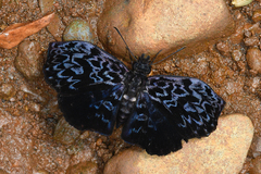 Cycloglypha caeruleonigra