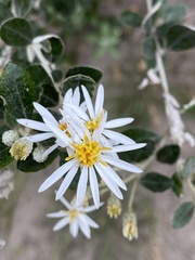 Olearia phlogopappa