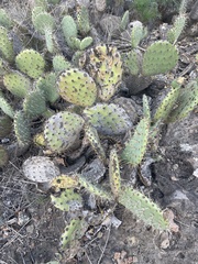 Opuntia semispinosa