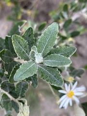 Olearia phlogopappa