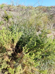 Osteospermum junceum