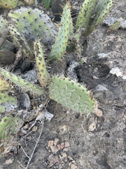 Opuntia semispinosa