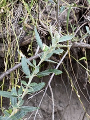Olearia phlogopappa
