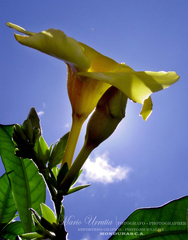 Allamanda schottii