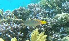 Halichoeres hortulanus