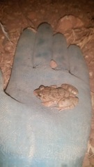 Fejervarya limnocharis