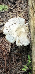 Amanita bisporigera