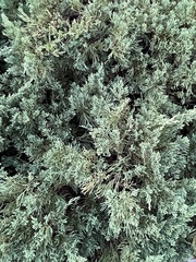 Juniperus