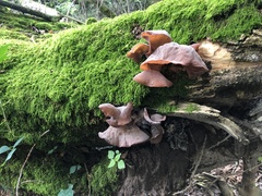 Auricularia auricula-judae